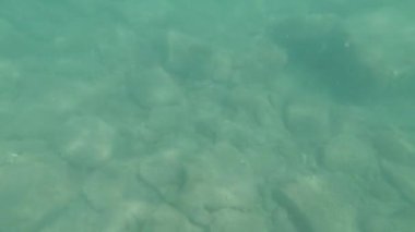 Güzel sualtı video çekimi. Karadeniz 'in dibi taştan..