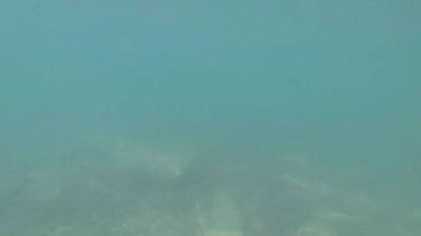 아름다운 비디오 흑해의 돌바닥 — 비디오