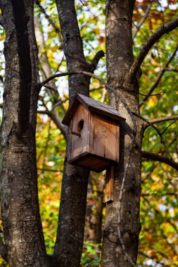 Sonbahar parkında ağaçtaki kuş evi..