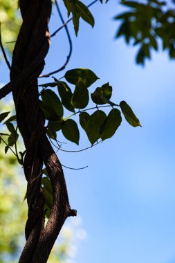 Yakından yeşil yapraklı ağaç dalları. Güneşli bir gün....