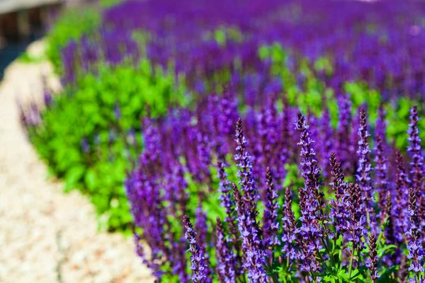 Lavanda Floreciente Hermosas Flores Lavanda Lila Primer Plano — Foto de Stock