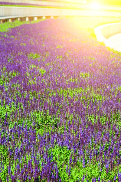 Bloeiende Lavendel Mooie Lila Lavendel Bloemen Close — Stockfoto