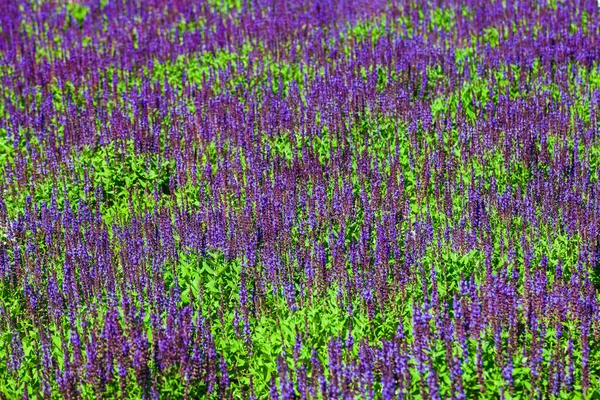 Lavanda Floreciente Hermosas Flores Lavanda Lila Primer Plano — Foto de Stock