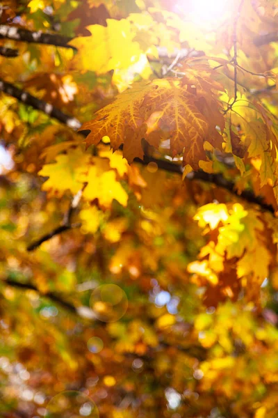 Feuilles Chêne Jaune Vif Lumière Soleil Fond Automne — Photo