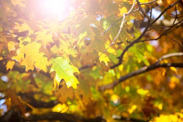 Feuilles Chêne Jaune Vif Lumière Soleil Fond Automne — Photo