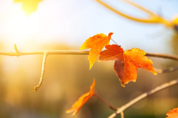 Ярко Жёлтый Кленовый Карниз Солнечном Свете Осенний Фон — стоковое фото
