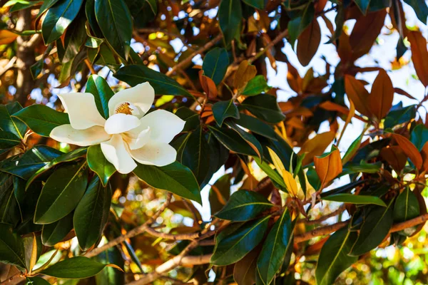 Blooming magnolia close up. Beautiful southern flower in the park.