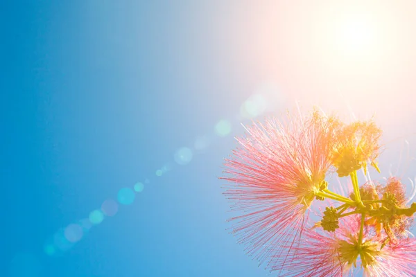 Fiori Rosa Alla Luce Del Sole Contro Cielo Acacia Nel — Foto Stock