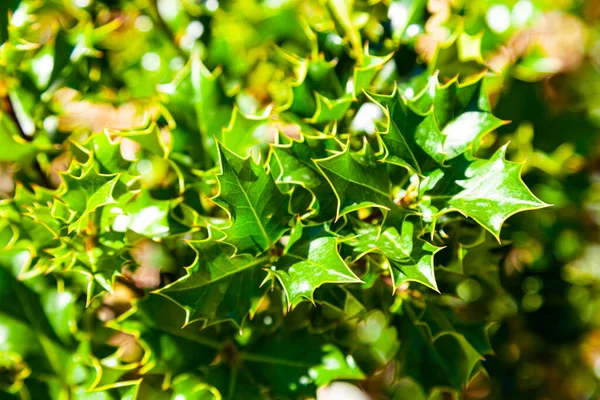 Arbusto Verde Perto Contexto Sebe Parque — Fotografia de Stock