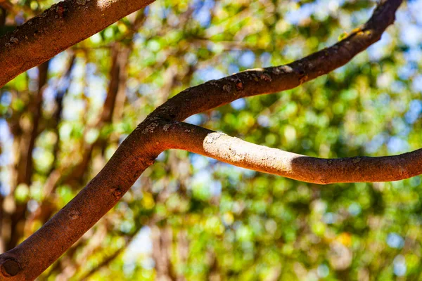 有绿叶特写的树枝 阳光灿烂的日子 夏季风景 — 图库照片