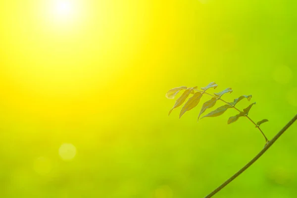 Boom Takken Met Groen Blad Close Zonnige Dag Acacia — Stockfoto