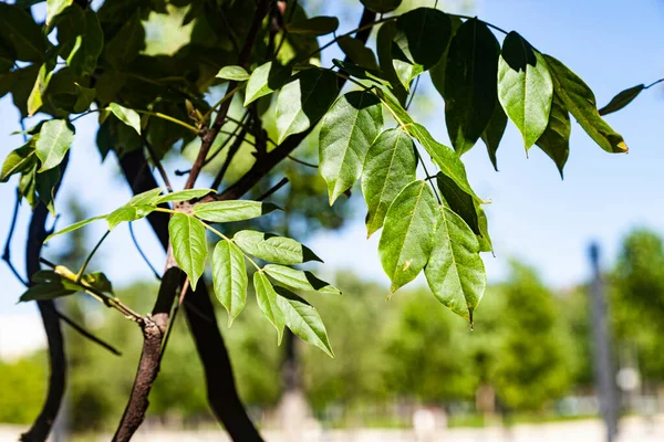 Boom Takken Met Groen Blad Close Zonnige Dag Acacia — Stockfoto