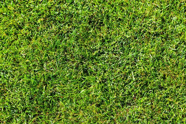 Green Lawn Close Background Place Your Text — Stock Photo, Image