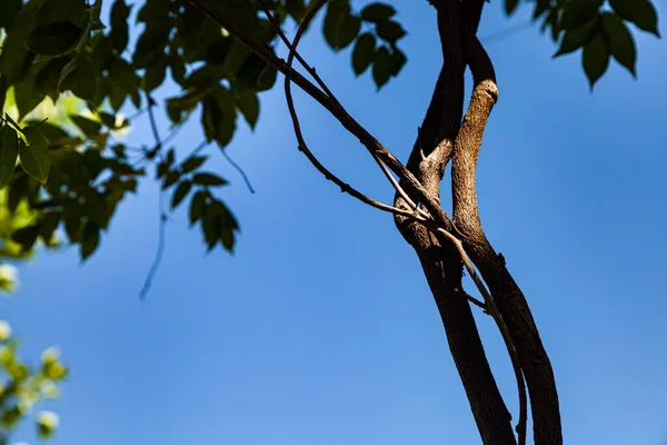 Träd Grenar Med Grönt Lövverk Närbild Solig Dag Akacia — Stockfoto