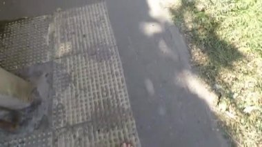 Yolda yürüyen köpekli bir kadın.