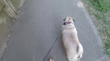 Yolda yürüyen köpekli bir kadın.