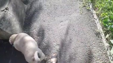 Bir kadın ve bir köpek güneşli bir sabahta sokakta yürüyorlar.