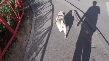 Güneşli bir günde köpekle sabah yürüyüşü