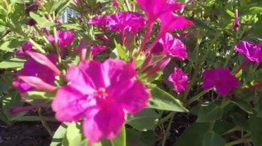 Bahçede çok güzel çiçekler var..