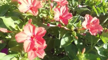 Bahçede çok güzel çiçekler var..