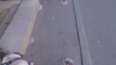 Bir yaz günü köpekle sabah yürüyüşü.