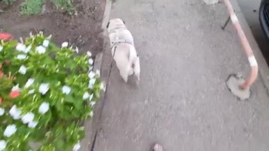 Yürüyüşe çıkmış.