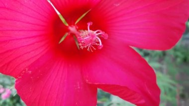 Herb hibiscus(Hibiscus Moscheutos). Güzel güney çiçeği.