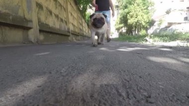 Köpekli kadın yolda yürüyor, köpek kamerayı düşürüyor.