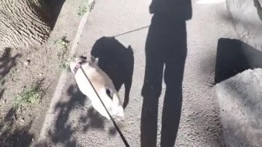 Sokakta yürüyen kadın ve pug, uzun bir gölge