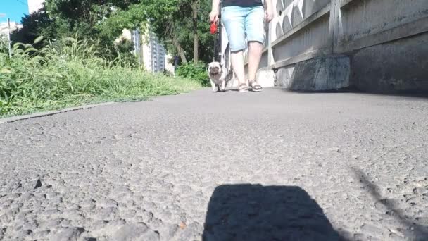 Vrouw Een Pug Lopen Straat Hond Snuffelt Aan Camera — Stockvideo