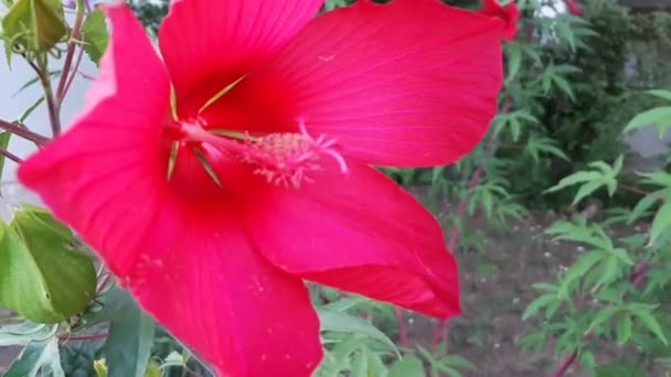 Kräuterhibiskus Hibiscus Moscheutos Schöne Südliche Blume — Stockvideo
