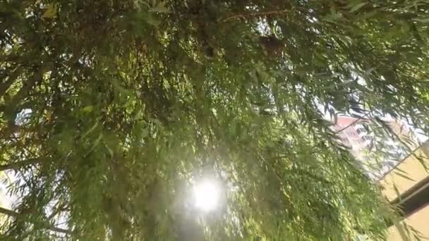 Солнце Светит Сквозь Листья Городе — стоковое видео