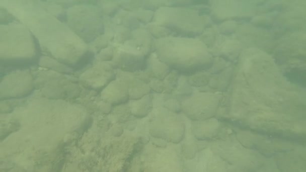 Undervattensfotografering Det Svarta Havet — Stockvideo