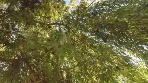 바람에 날리는 버드나무 가지들 — 비디오