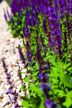 Lanet olası Lavanta. Güzel leylak lavanta çiçekleri yakın plan.