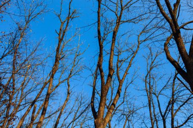 Yapraksız ağaçlar mavi gökyüzüne karşı. Düş.
