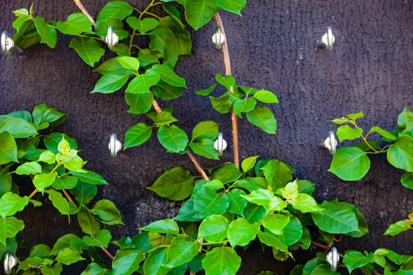 Climbing Plant Flowers Fence Beautiful Design Park Floral Background — Stock Photo, Image