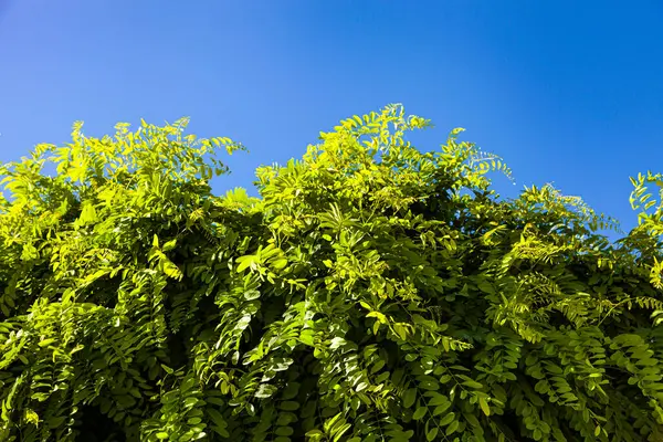 Acacia Lämnar Nära Håll Träd Mot Blå Himmel — Stockfoto