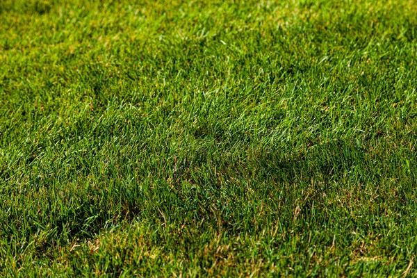 Grön Gräsmatta Nära Håll Naturlig Bakgrund — Stockfoto