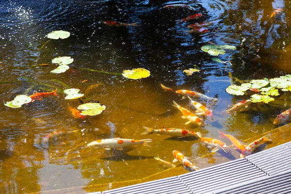 金魚と池 屋外で小魚が泳ぐ — ストック写真