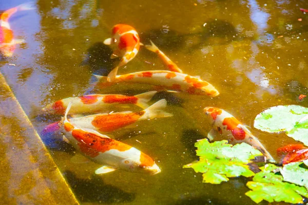 金魚と池 屋外で小魚が泳ぐ — ストック写真