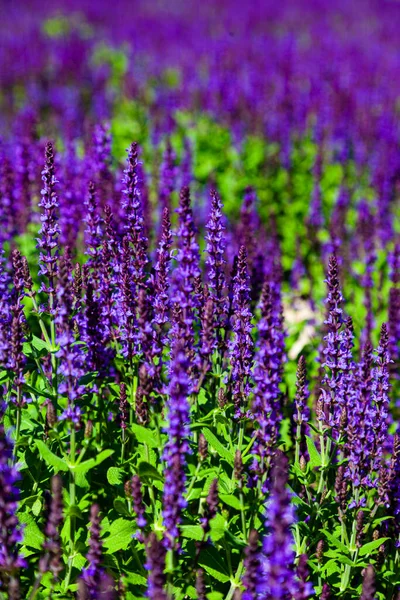Bloeiende Lavendel Mooie Lila Lavendel Bloemen Close — Stockfoto