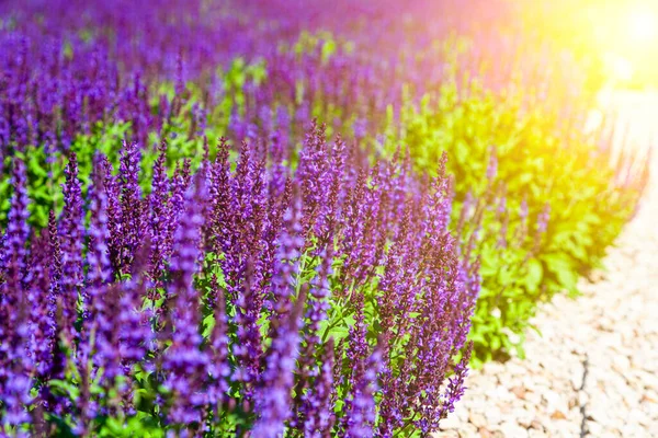 Blooming Lavender Beautiful Lilac Lavender Flowers Close — Stock Photo, Image