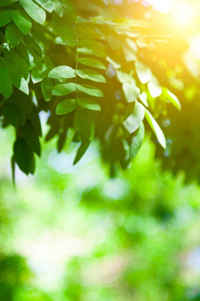 Boom Takken Met Groen Blad Close Zonnige Dag Acacia — Stockfoto