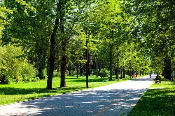 Parktaki yeşil ağaçlar ve ara sokak. Yaz manzarası. Güneşli bir gün.