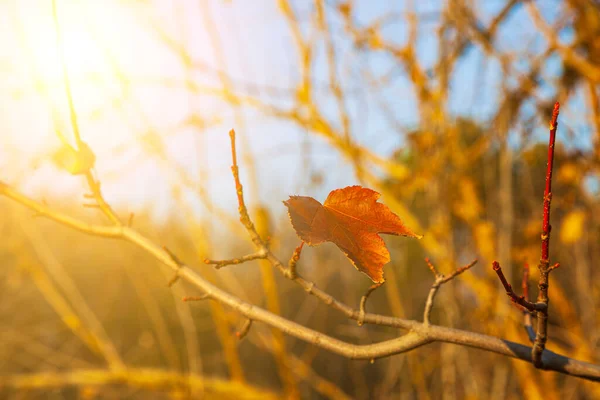 Feuilles Érable Jaune Vif Soleil Fond Automne — Photo