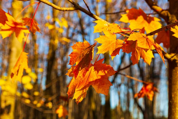 明亮的黄色枫叶在阳光下 秋季背景 — 图库照片