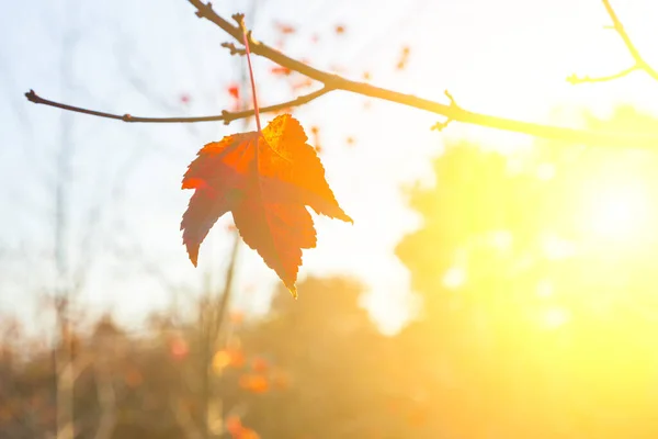 Feuilles Érable Jaune Vif Soleil Fond Automne — Photo