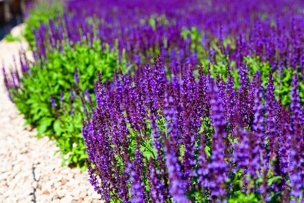 Lavande Fleurs Belles Fleurs Lilas Lavande Close — Photo