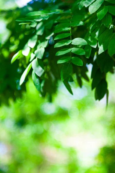 Branches Arbres Feuillage Vert Gros Plan Journée Ensoleillée Acacia — Photo